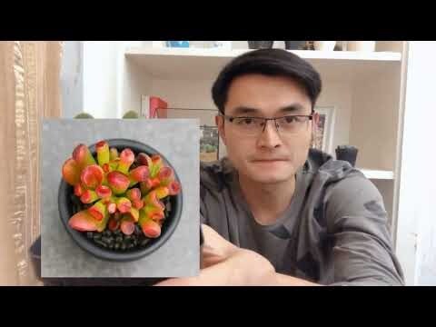 吸財樹 多肉